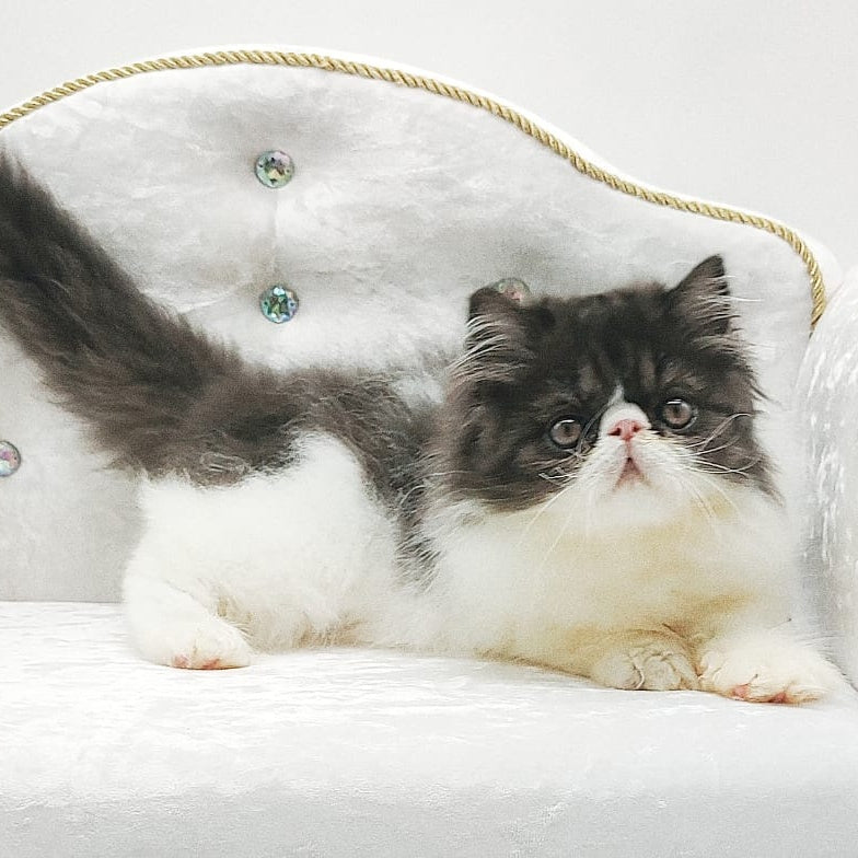 Tamerlane Persian male, black bicolour