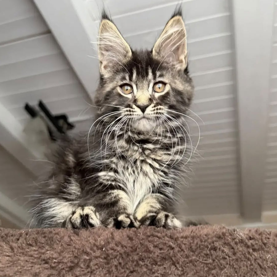 Chipper Maine Coon female, black tabby