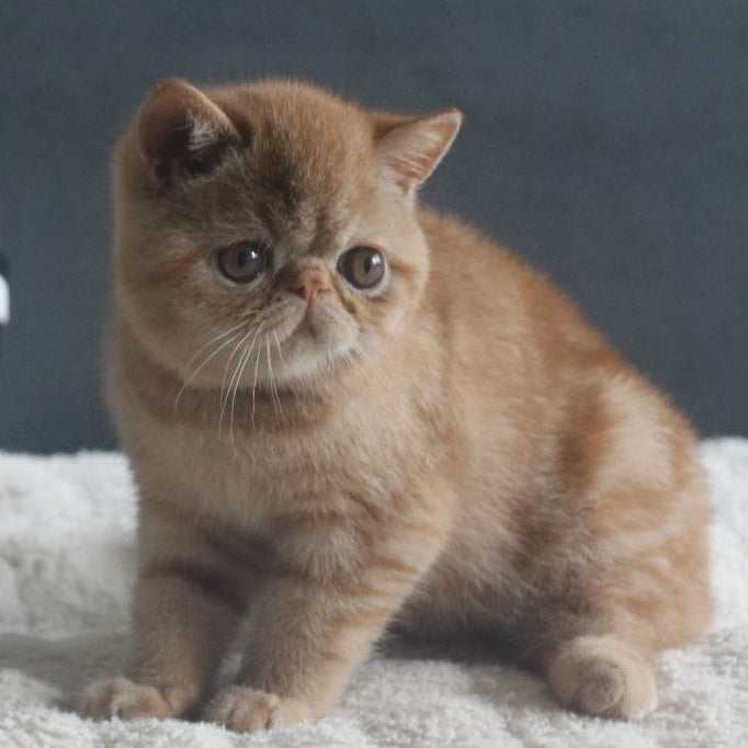 Centaur Exotic male, red tabby