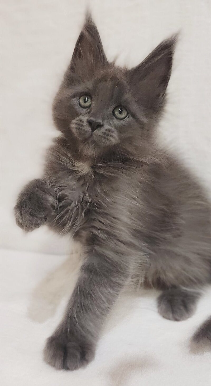 Drhonik Maine Coon male, blue silver with white