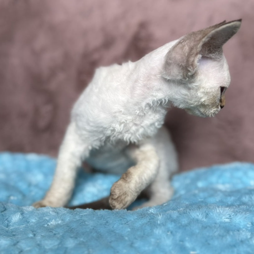 Xia Devon Rex female, seal lynx pointed