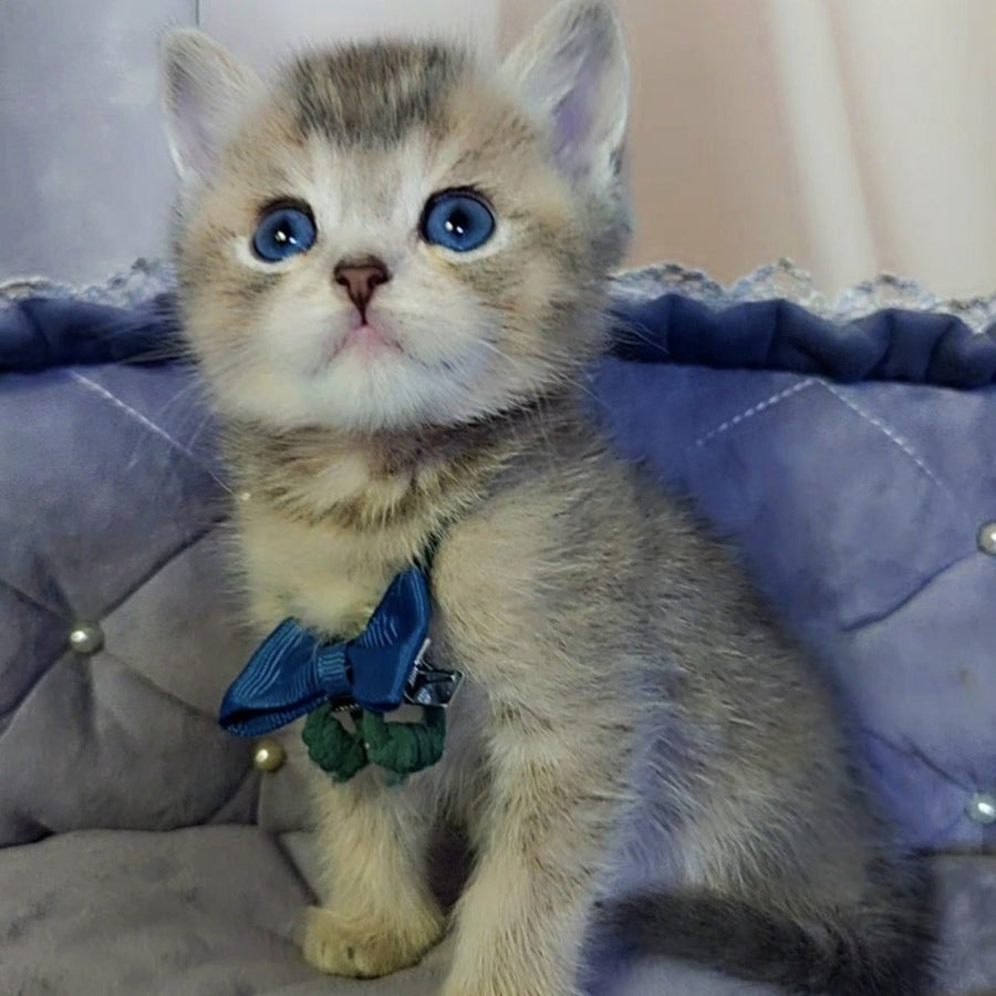 Toffee British Shorthair male, blue golden ticked tabby with white