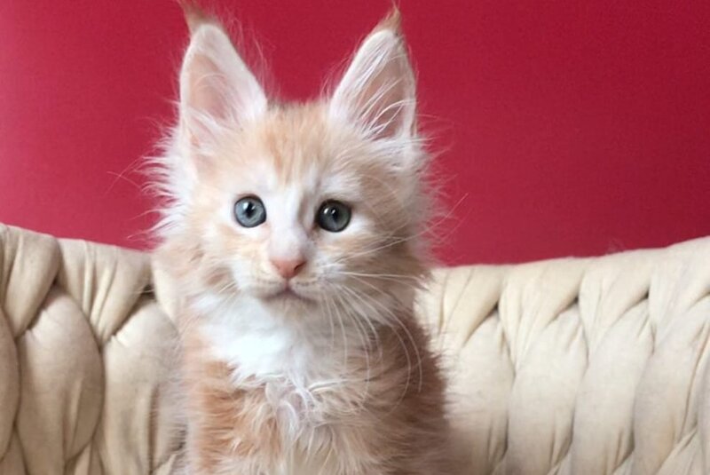 Yarik Maine Coon male, red silver tabby bicolour