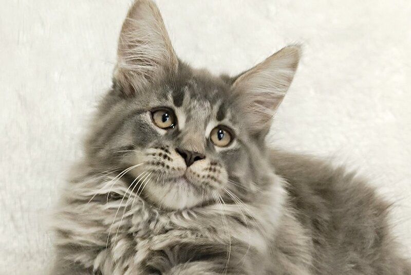 Leonis Maine Coon male, blue tabby