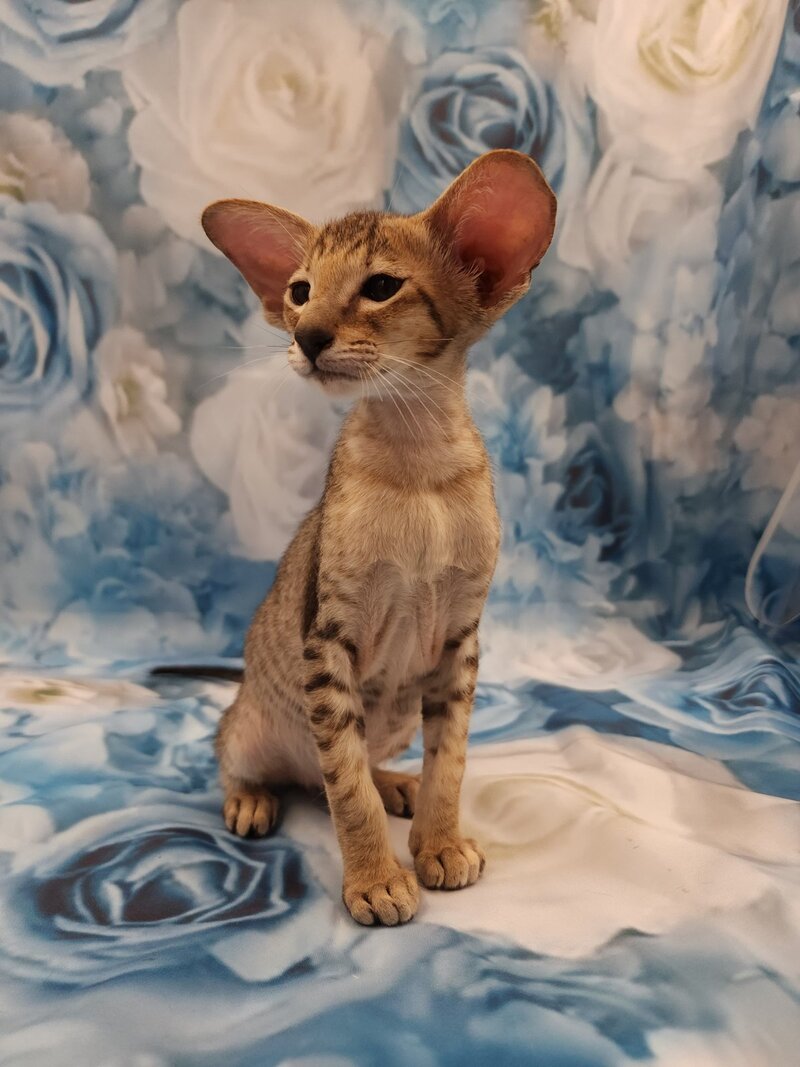 Pollyanna Oriental Shorthair female black tortie spotted tabby - live animals