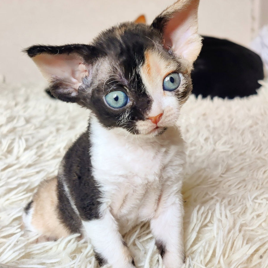 Leya Devon Rex female, black tortie bicolour