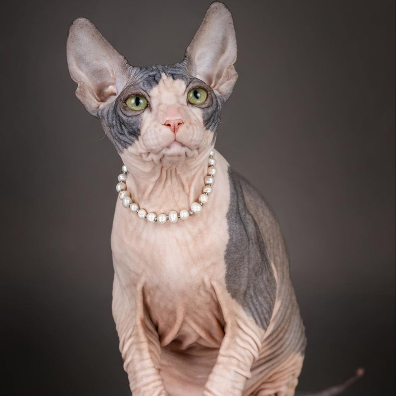 Undina Don Sphynx female, black bicolour