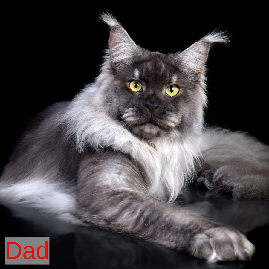 Lexus Maine Coon male, blue silver tabby