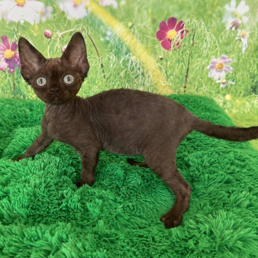 Ivona Devon Rex female, chocolate