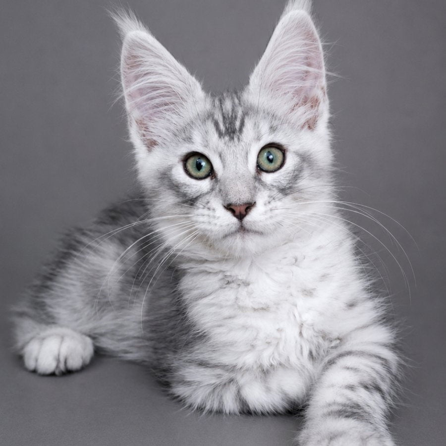 Lux Ashton Maine Coon male, blue silver tabby