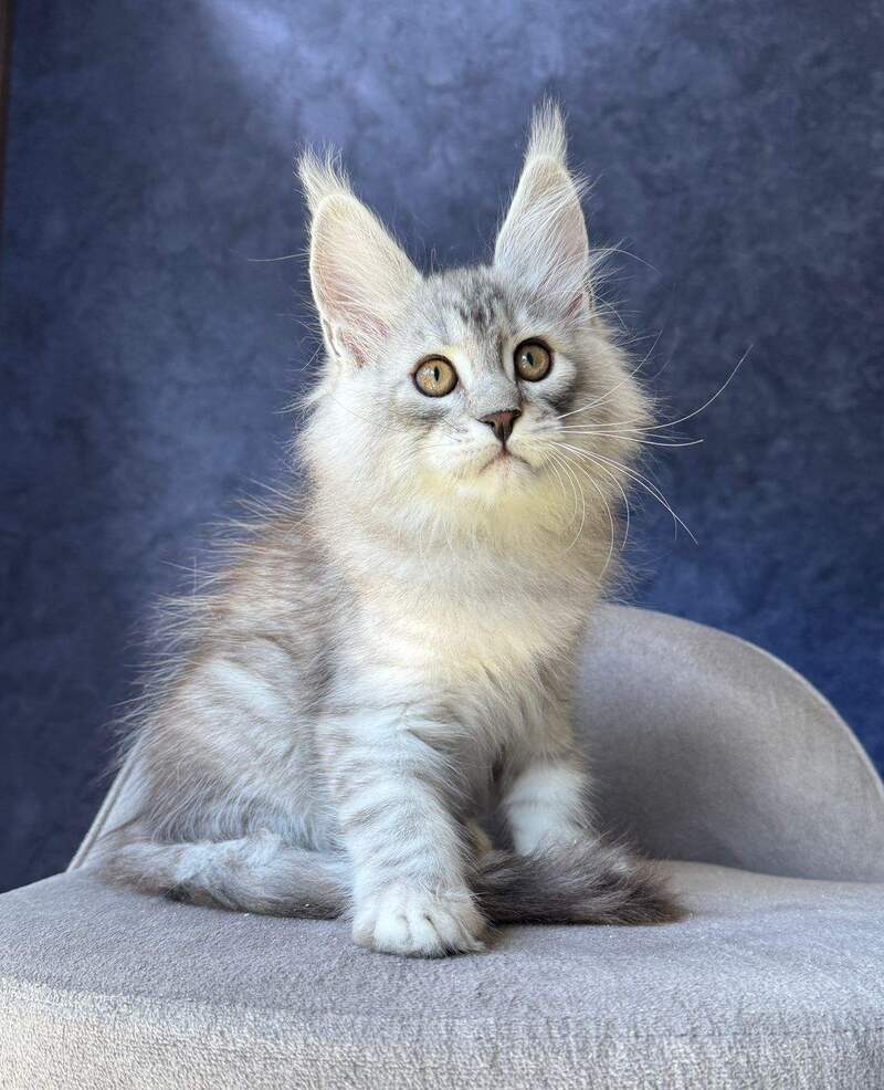 Vadash Maine Coon male black silver spotted tabby - live animals