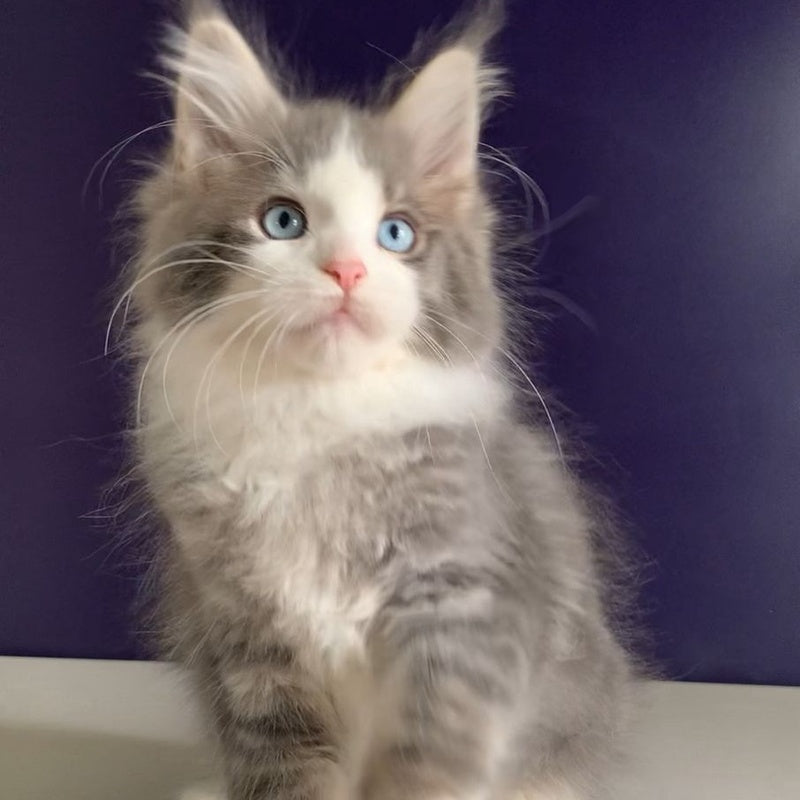 Quinella Maine Coon female, blue bicolour tabby