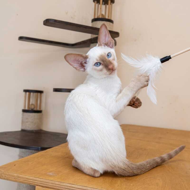 Yuvelir Siamese male, cinnamon