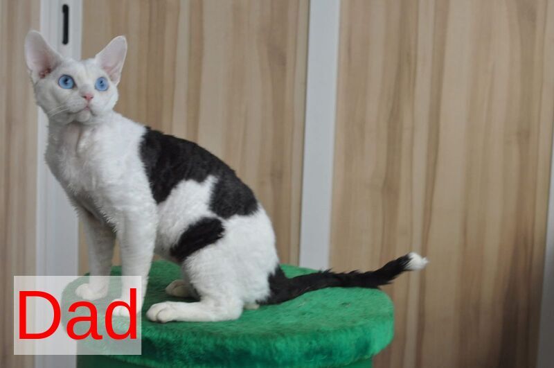 Romashka Devon Rex female, black tortie bicolour