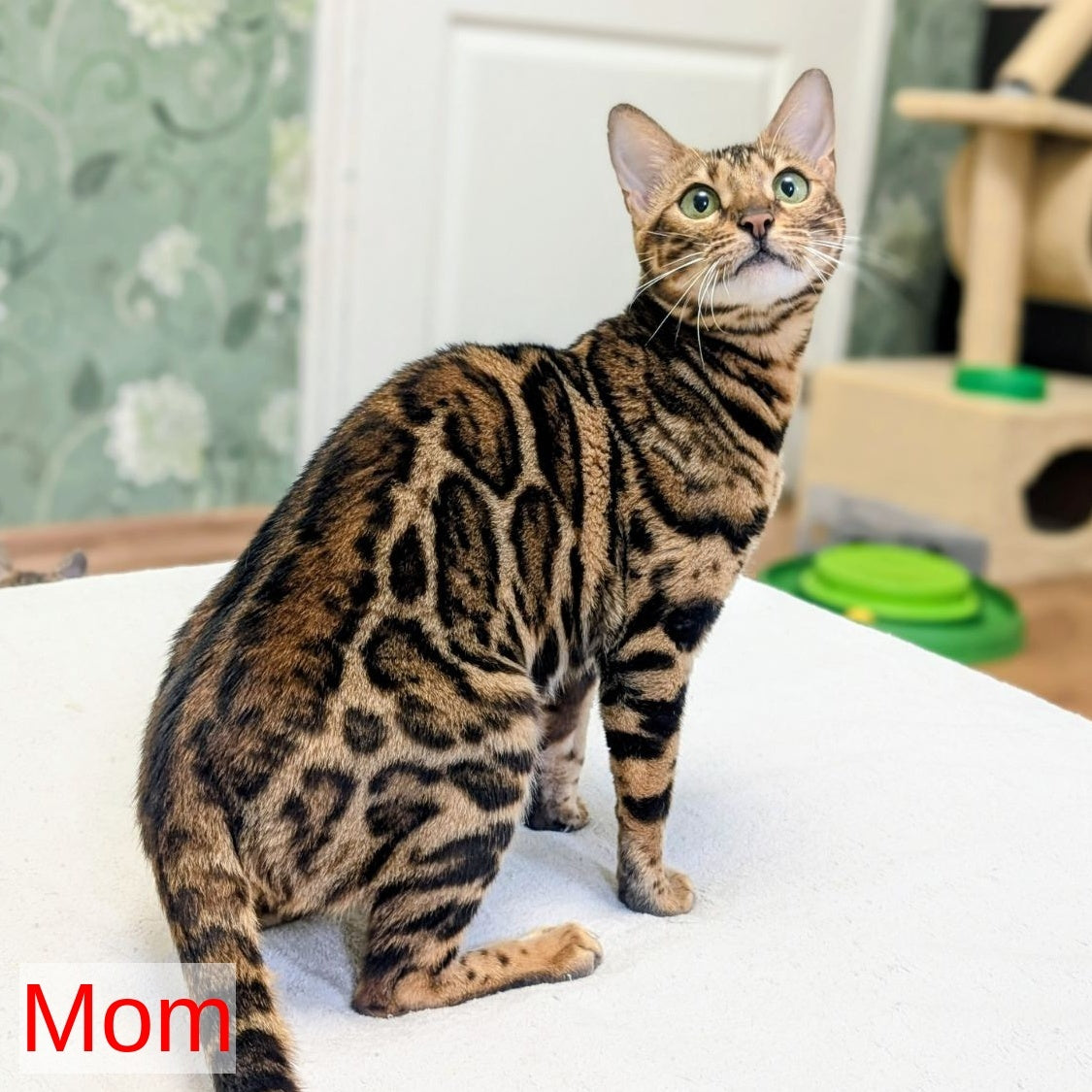 Dexter Bengal male, black spotted tabby