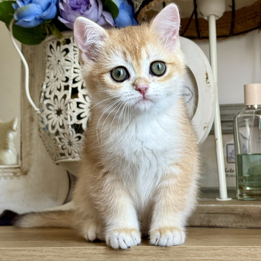 Mira British Shorthair female, black golden chinchilla
