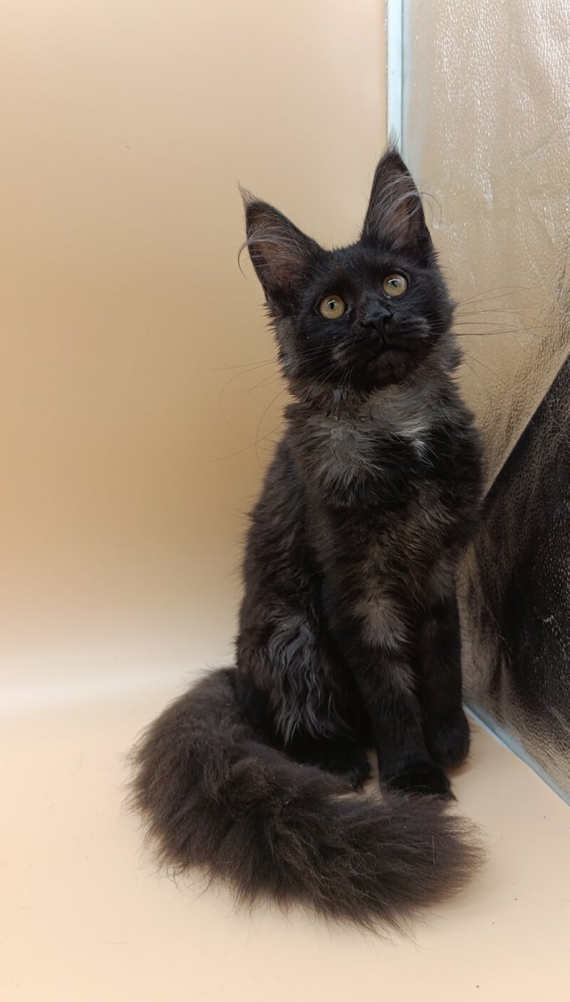 Isabelle Maine Coon female black silver - live animals