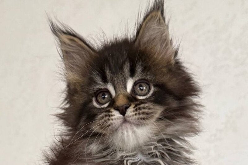 Safina Maine Coon male black tabby - live animals