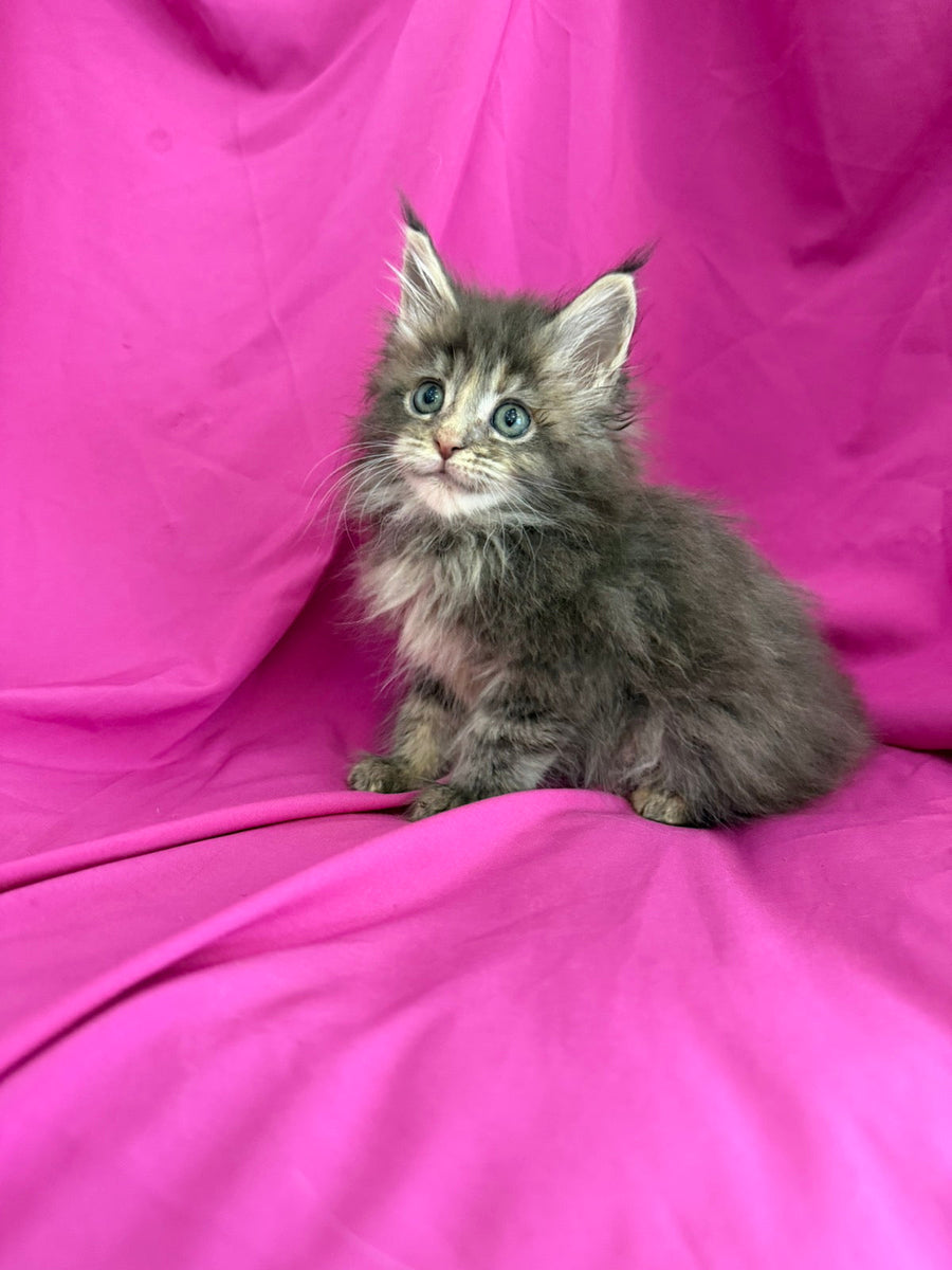 Wanessa Maine Coon female black tortie tabby live animals