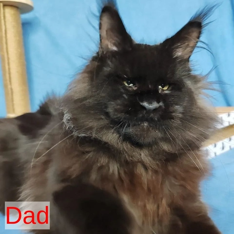 Xana Maine Coon polydactyl 6x6x6x6 female, blue tabby