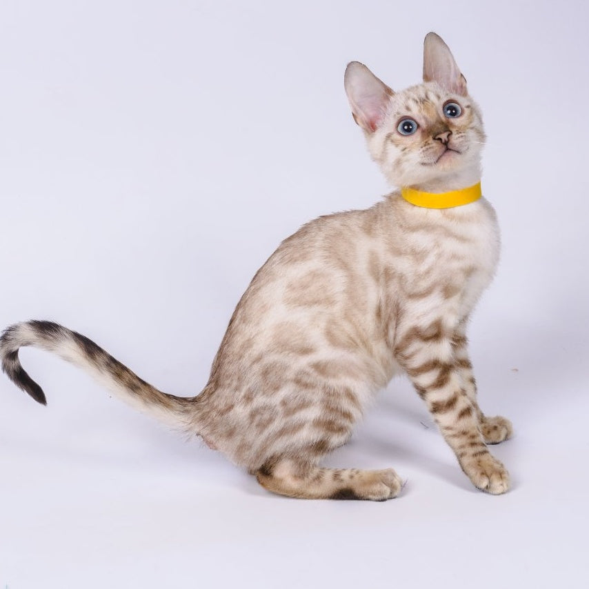 Walter Bengal male, black spotted tabby pointed