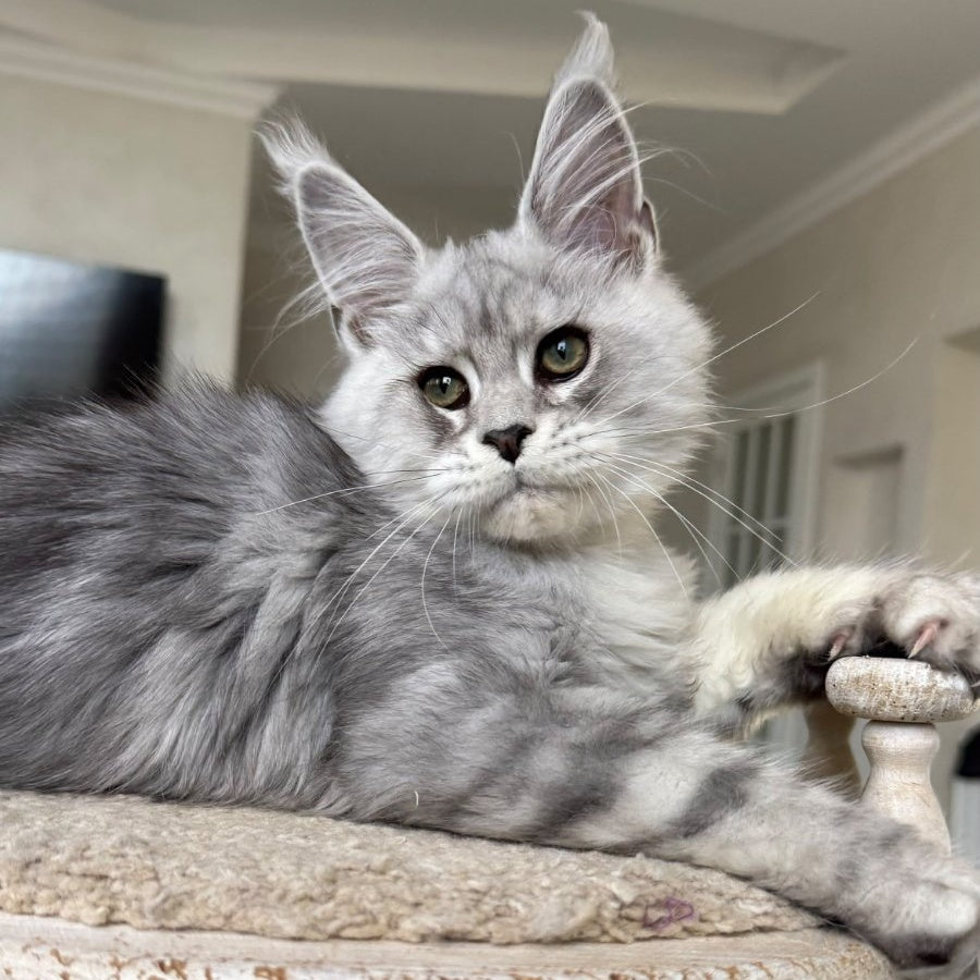 Paris Maine Coon male, black silver tabby