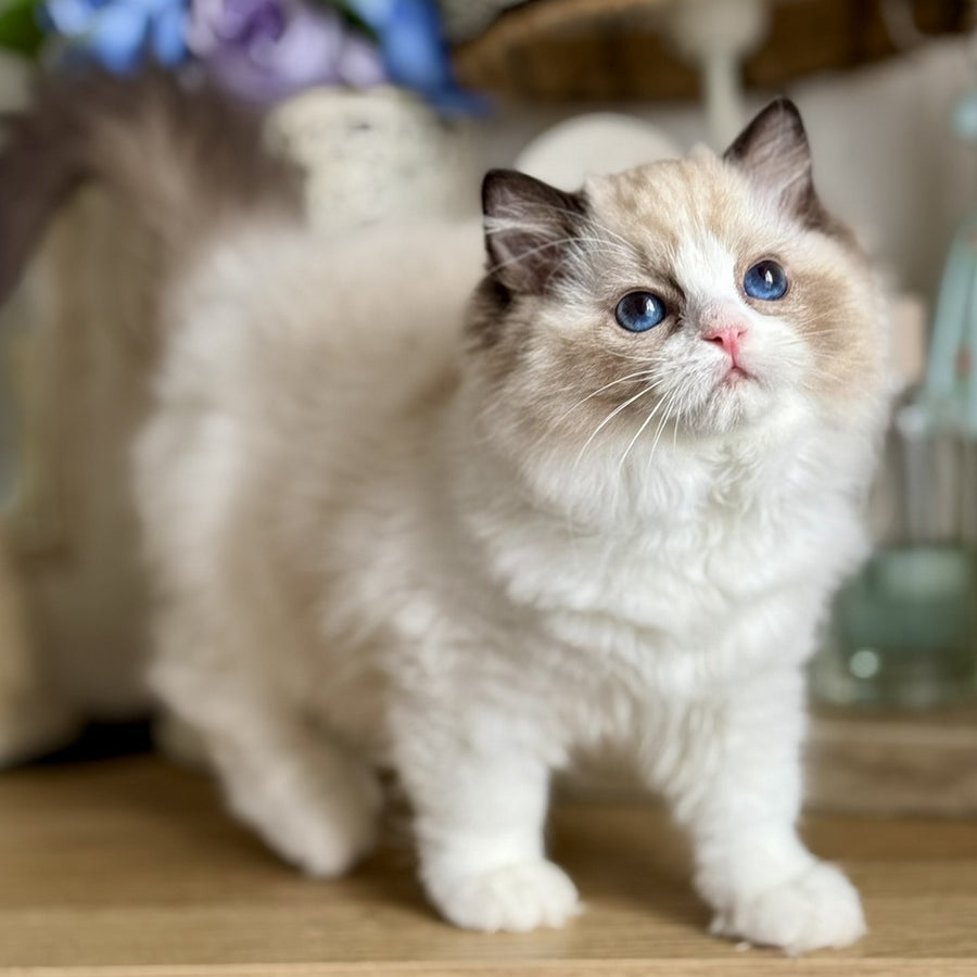 Moksha Ragdoll female, black bicolour
