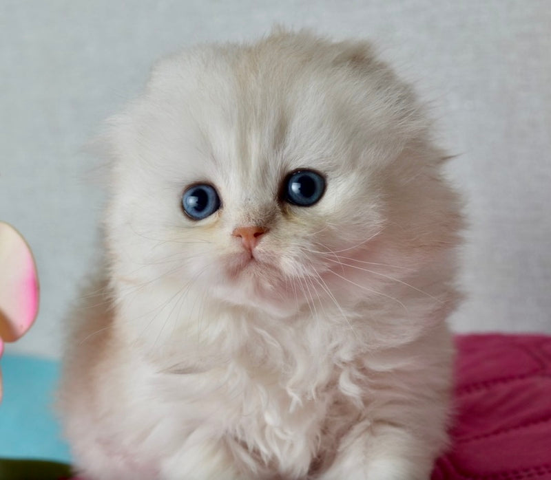 Ronnie Scottish Fold male black silver shaded - live animals
