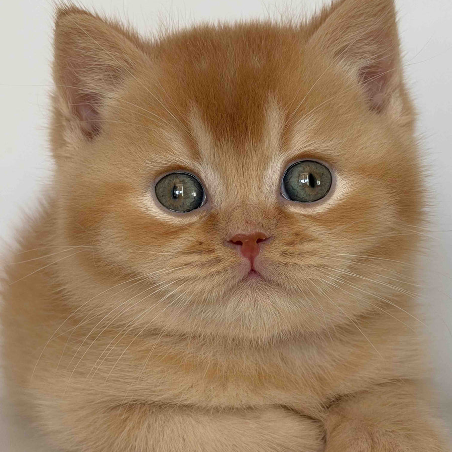 Gio British Shorthair male, red