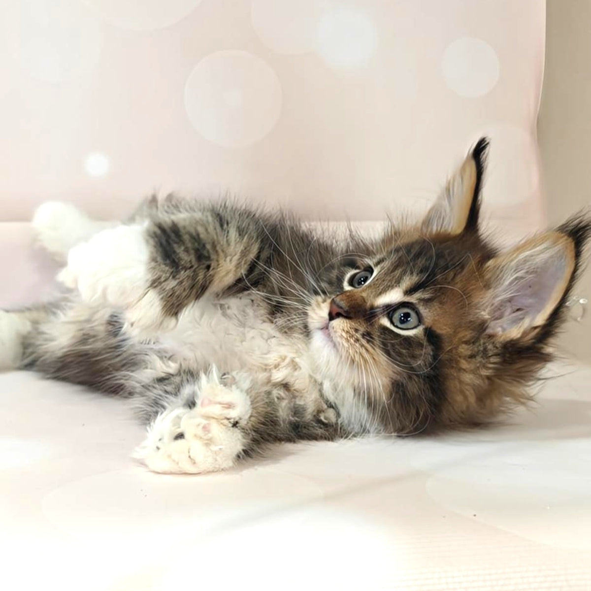 Sheriff Maine Coon polydactyl 6x6x6x6 male, black tabby with white
