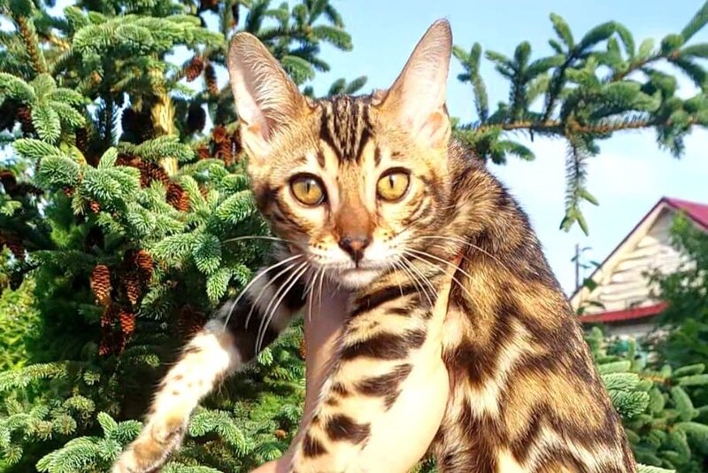 Lesya Bengal female, black spotted tabby