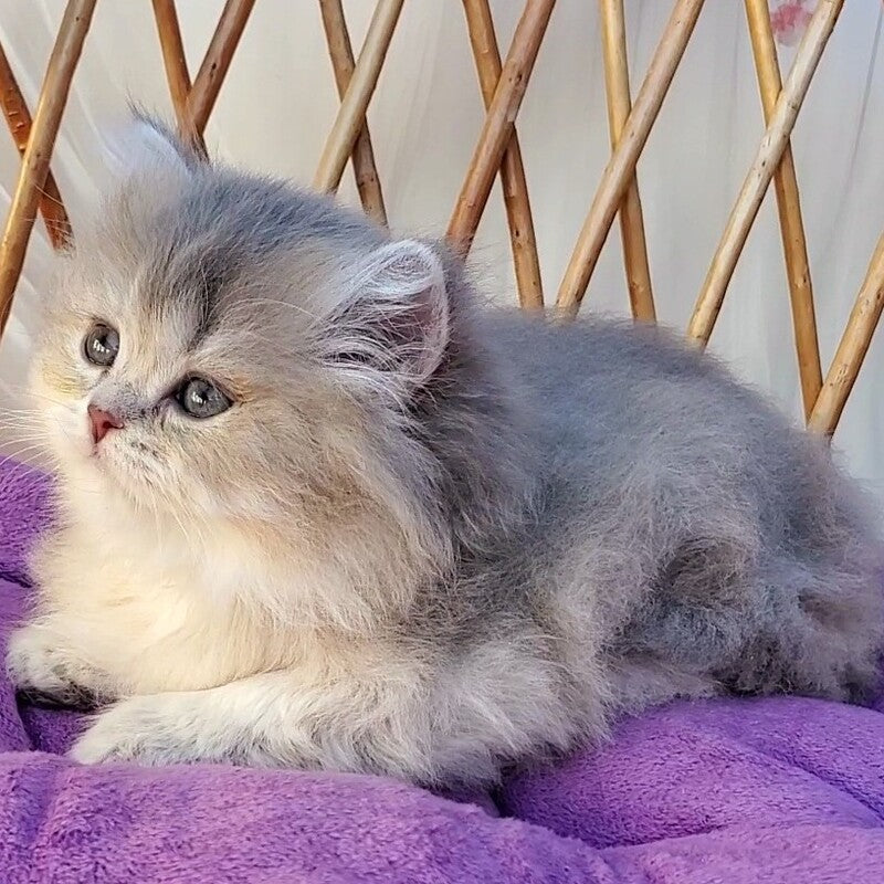Zlata British Longhair female blue golden ticked tabby - live animals