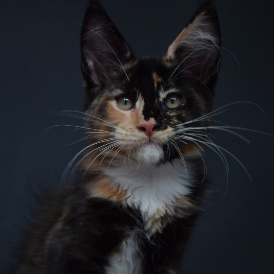 Diadema Maine Coon female, black tortie bicolour