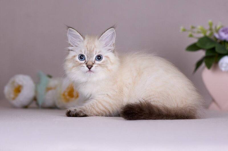 Halva Siberian female black tabby pointed - live animals