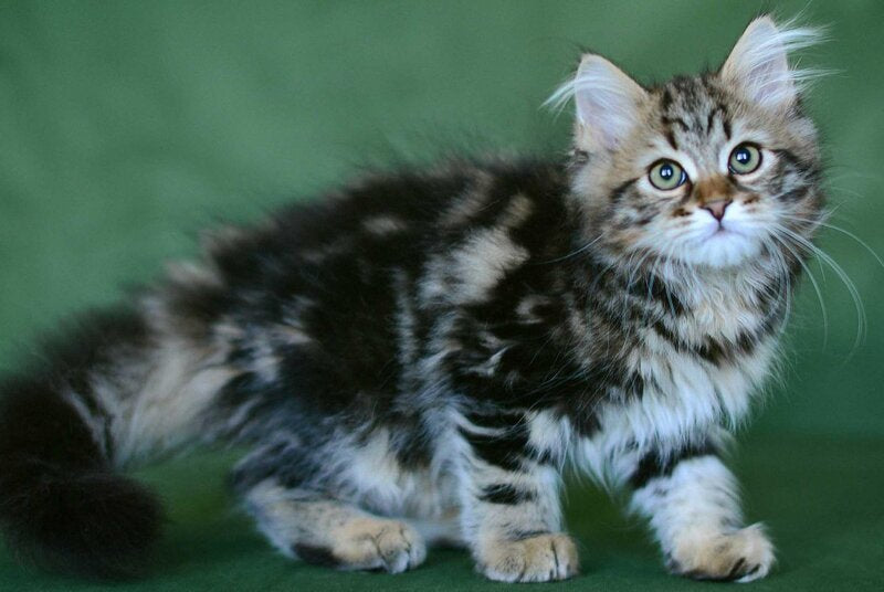 Piter Siberian male, black tabby