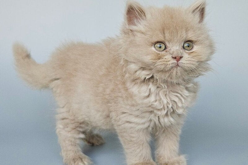 Angel British Longhair male, fawn