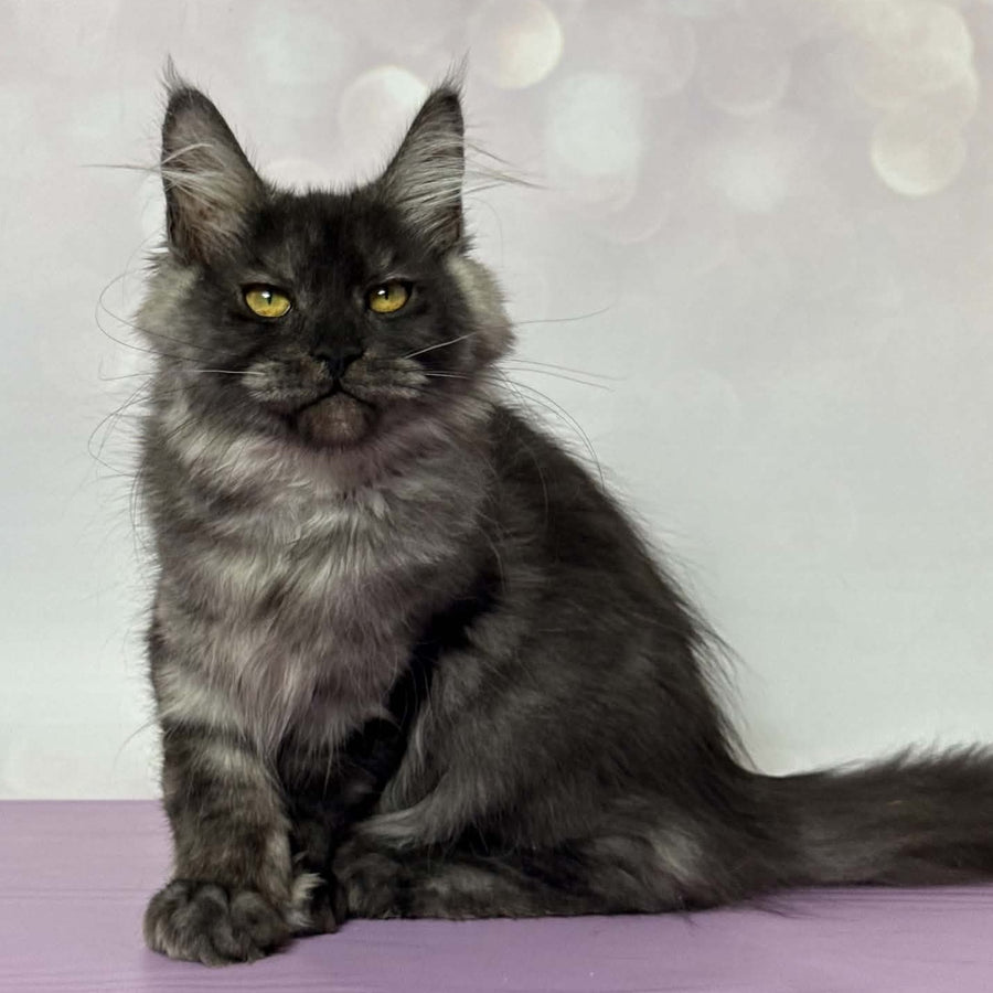 Aurora Maine Coon polydactyl 7x6x5x5 female, black silver