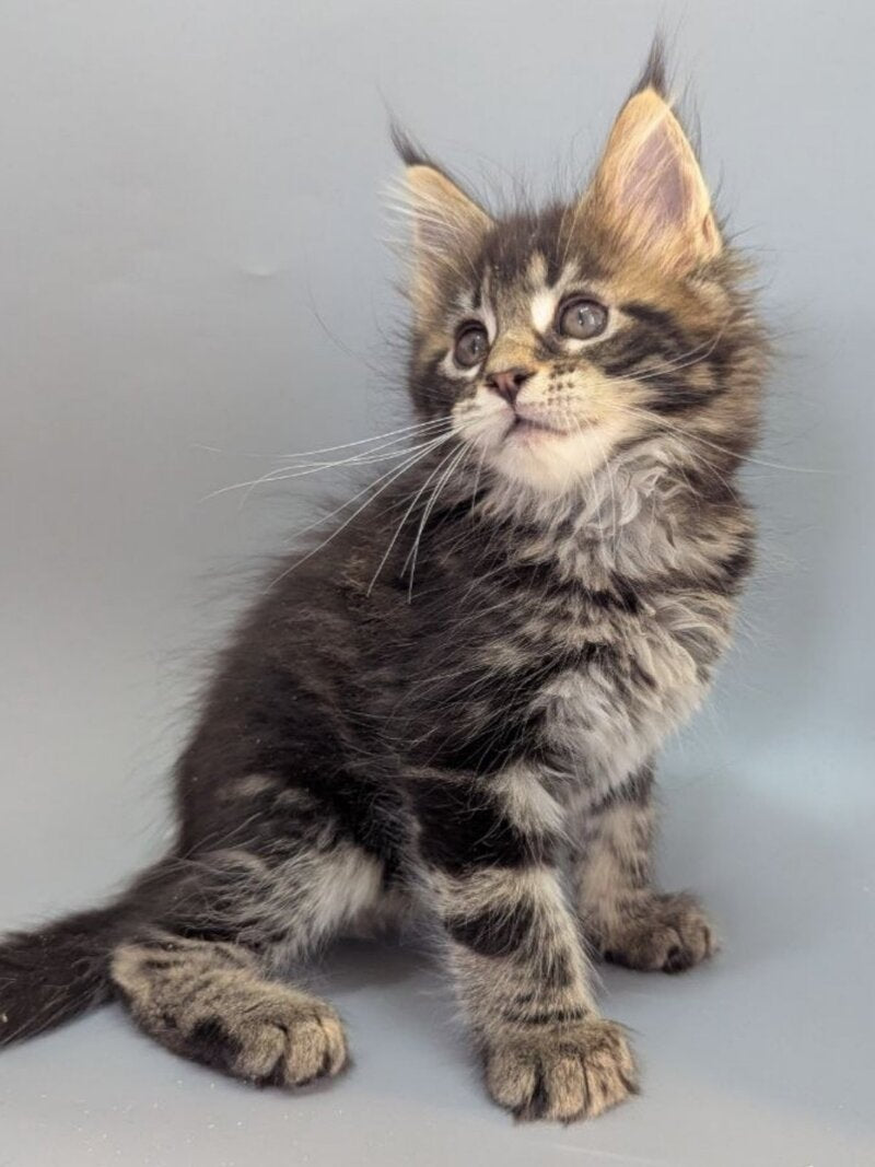 Holly Maine Coon female black tabby - live animals
