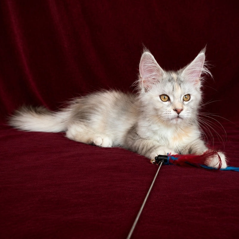 Ise Lilly Maine Coon female, black tortie silver ticked tabby