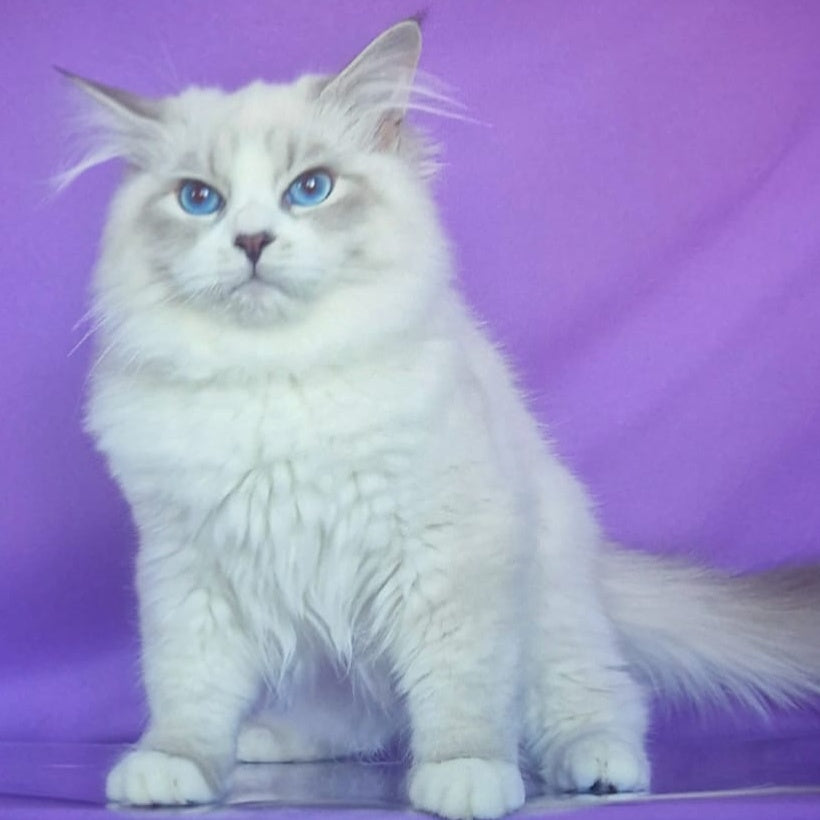 Federik Siberian male, blue bicolour tabby pointed