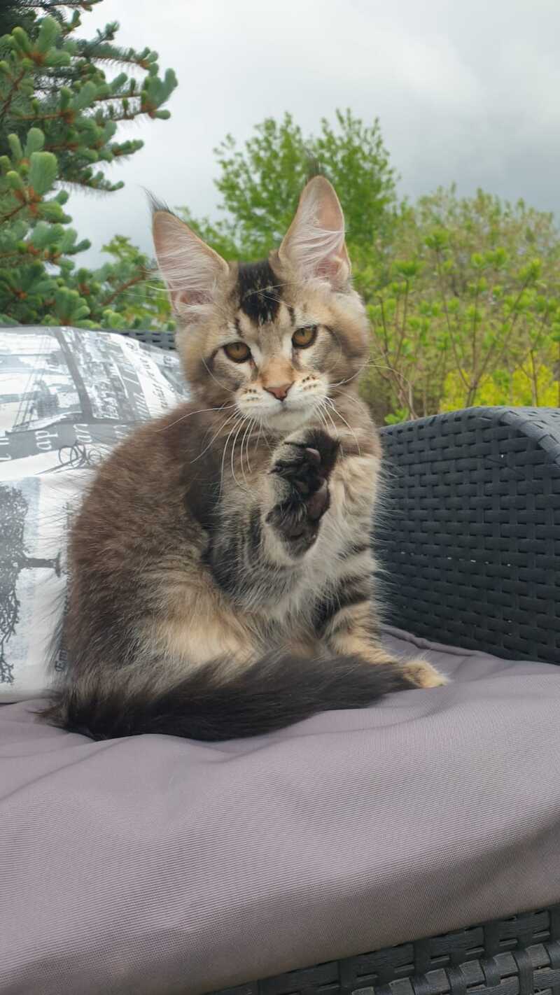Edward Maine Coon male black ticked tabby - live animals