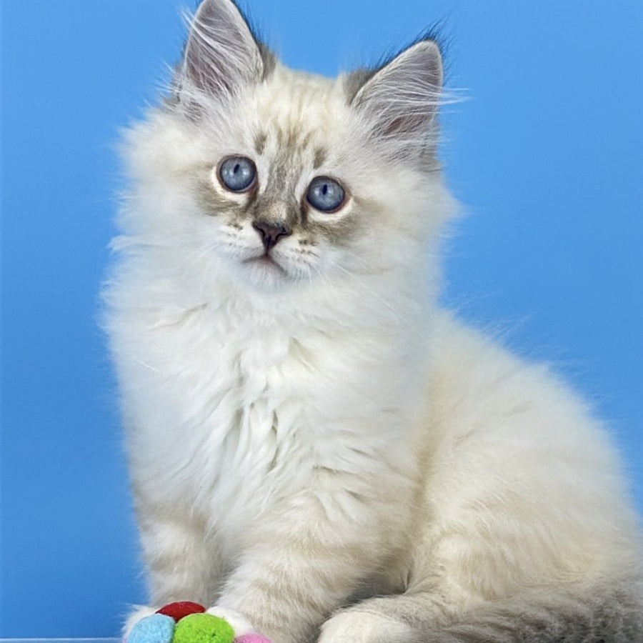 Atos Siberian male, black tabby pointed bicolour