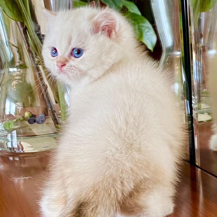 Montana British Shorthair female, chocolate golden chinchilla