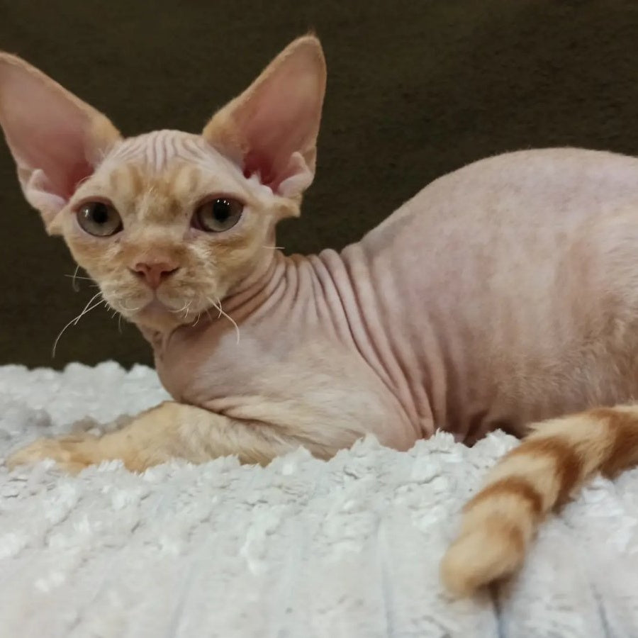 Edgar Devon Rex male, red bicolour tabby