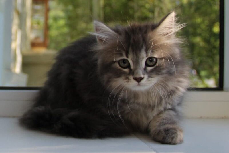 Konfetka Siberian female blue tortie tabby - live animals
