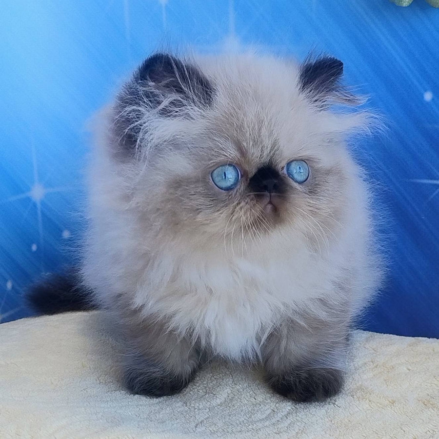 Emmi Persian female, black pointed