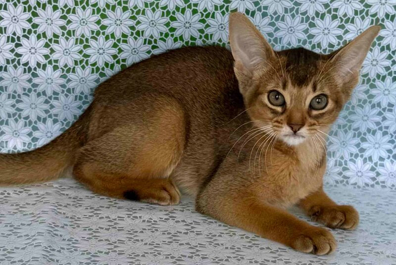 Elsie Abyssinian female ruddy - live animals