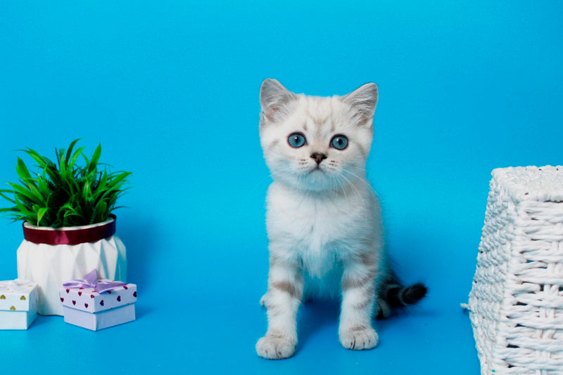 Norvis British Shorthair male, black tabby pointed