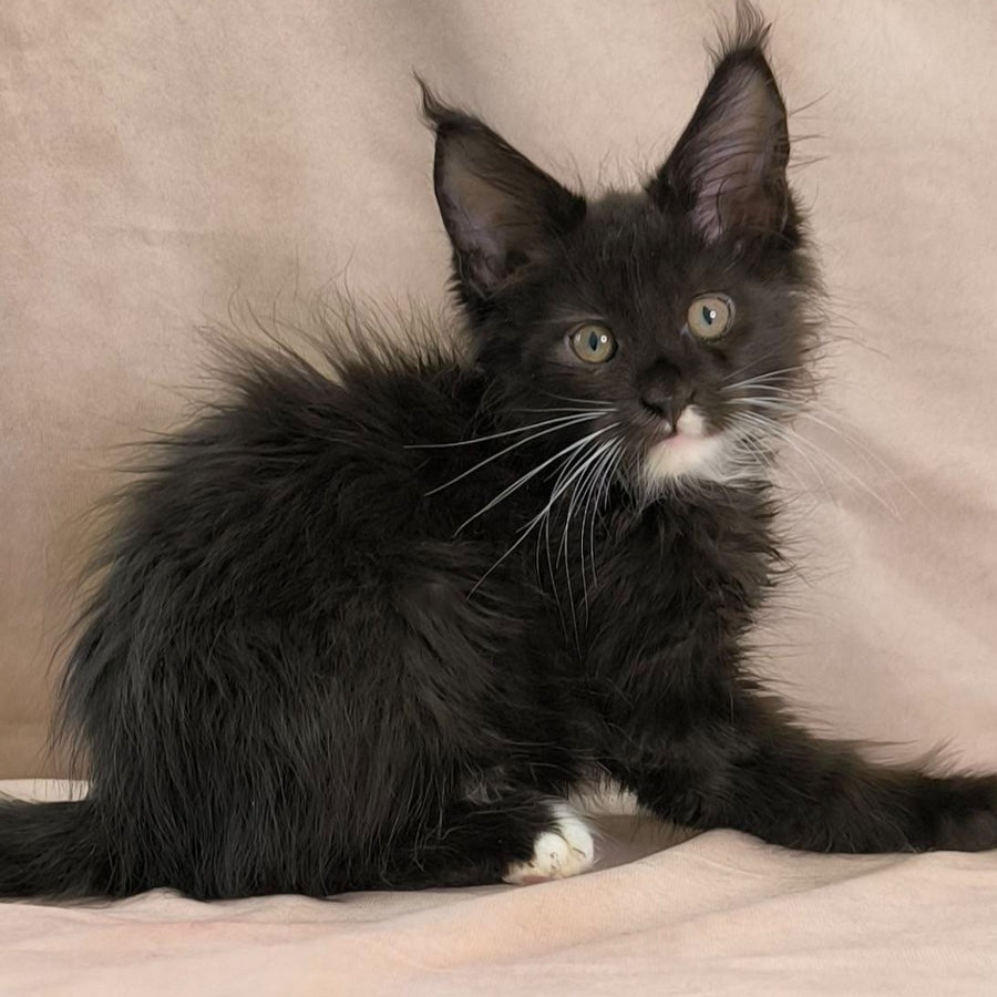 Nandi Maine Coon male, black with white