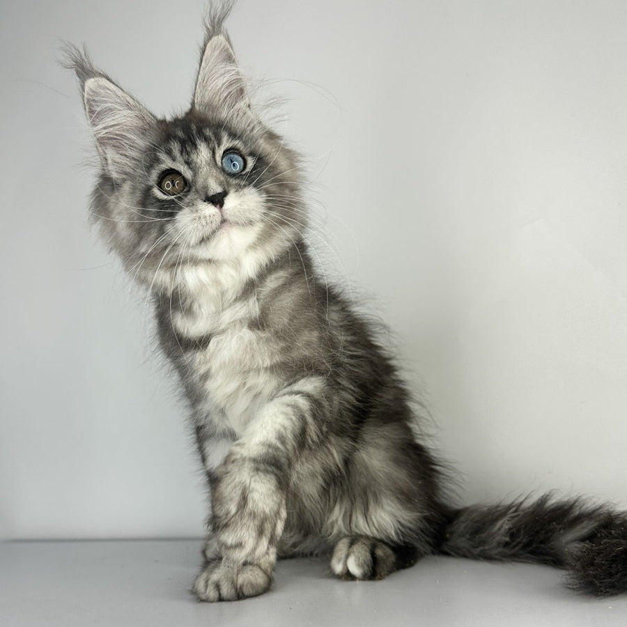 Claire Maine Coon female, black silver tabby